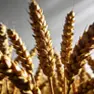 Пшеница