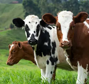 корм для коров