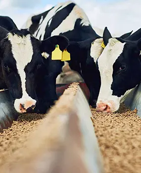 корм для молочных коров