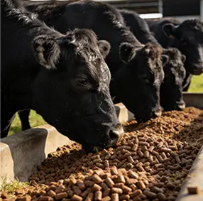 корм для мясного скота