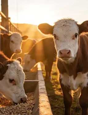 корм для телят