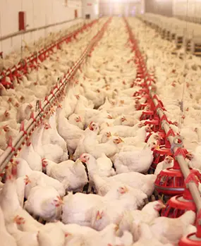 Бройлерная птицеферма