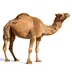Верблюд