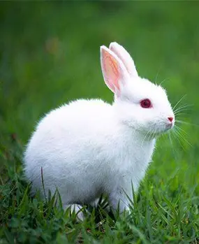 Другие виды кормов