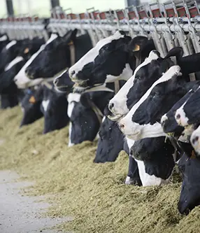 Животноводческая ферма