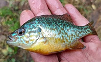 Калифорнийский окунь