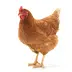 Курица-несушка