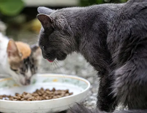 Линии по производству кормов для домашних животных