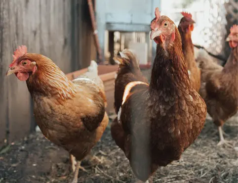 Линии по производству кормов для кур