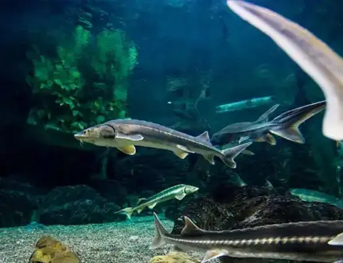 Линии по производству кормов для осетровых