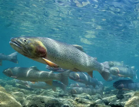 Линии по производству кормов для форели