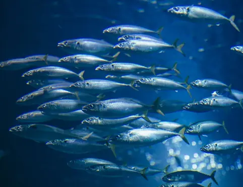 Линии по производству медленно тонущих кормов для рыб