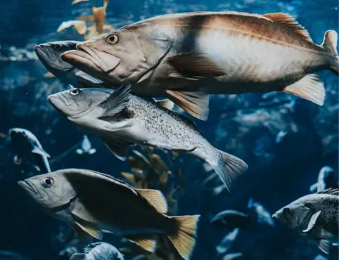 Линия по производству корма для рыбы