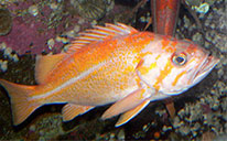 Морской окунь