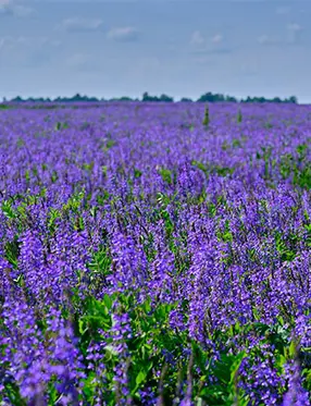 Плантация люцерны