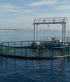 Проект выращивания в сетчатых клетках