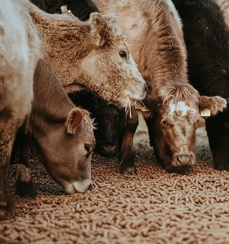 Производство кормов в Узбекистане