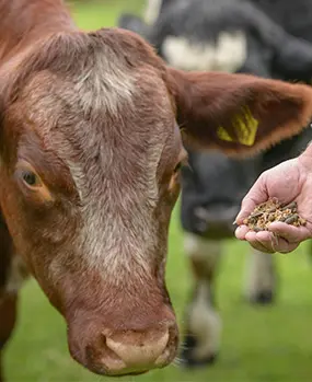 Производство кормов для КРС