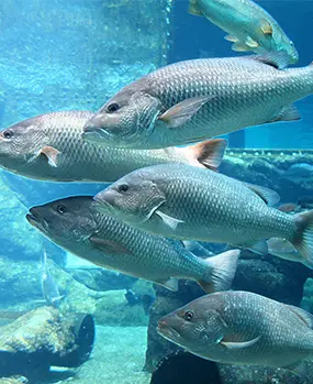 Производство кормов для аквакультуры