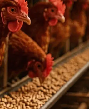 Производство кормов для птицы