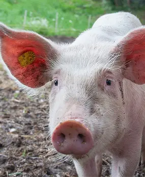 Производство кормов для свиней