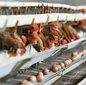 Птицефабрика яичного направления