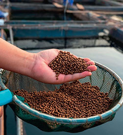 Тонущий Корм Для Рыб