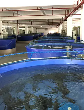 Ферма по выращиванию лосося