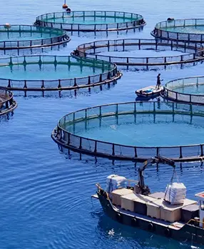 Ферма по выращиванию форели