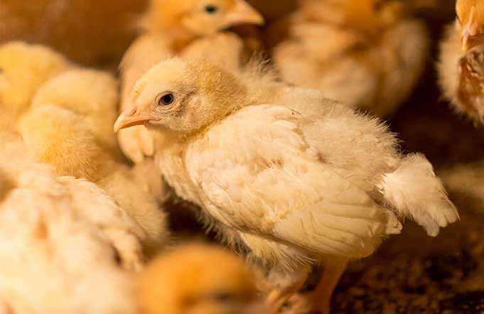 Цыплята
