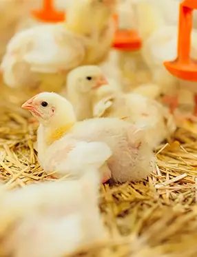 Цыплята