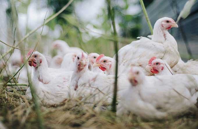 бройлерные куры