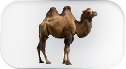 верблюды