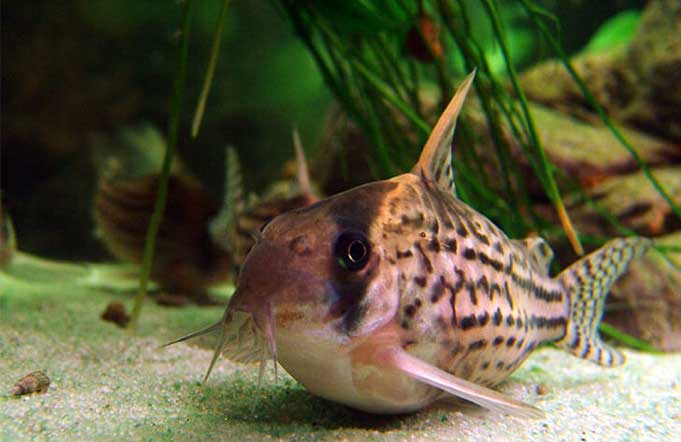 выращенная рыба