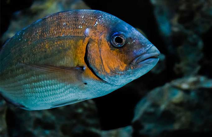 выращенные рыбы