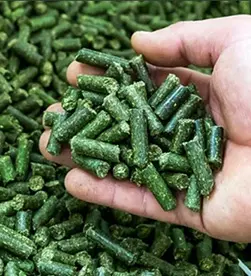 гранула из люцерны