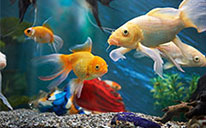 декоративные рыбы