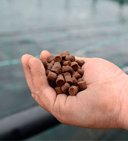 корм для осетровых рыб