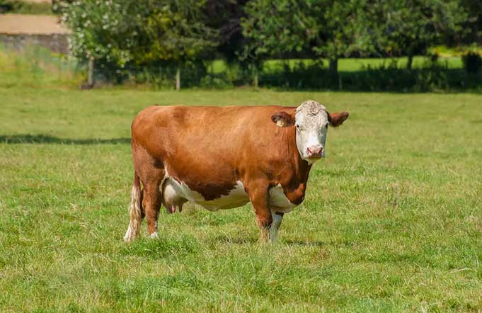 крупный рогатый скот