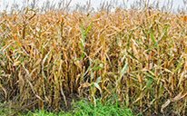 кукурузные стебли