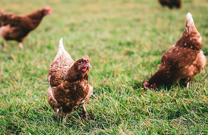 куры-несушки