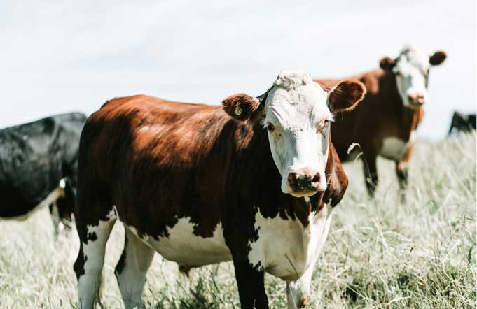 молочная корова