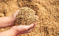 рисовая шелуха