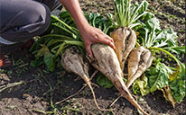 свекольный жом